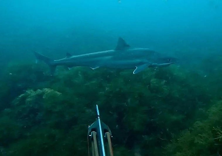 El encuentro de un submarinista con un tiburón en Asturias: «Vi que se acercaba una sombra muy grande»