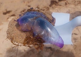 Una carabela portuguesa retirada de la playa de Poniente, en Gijón.