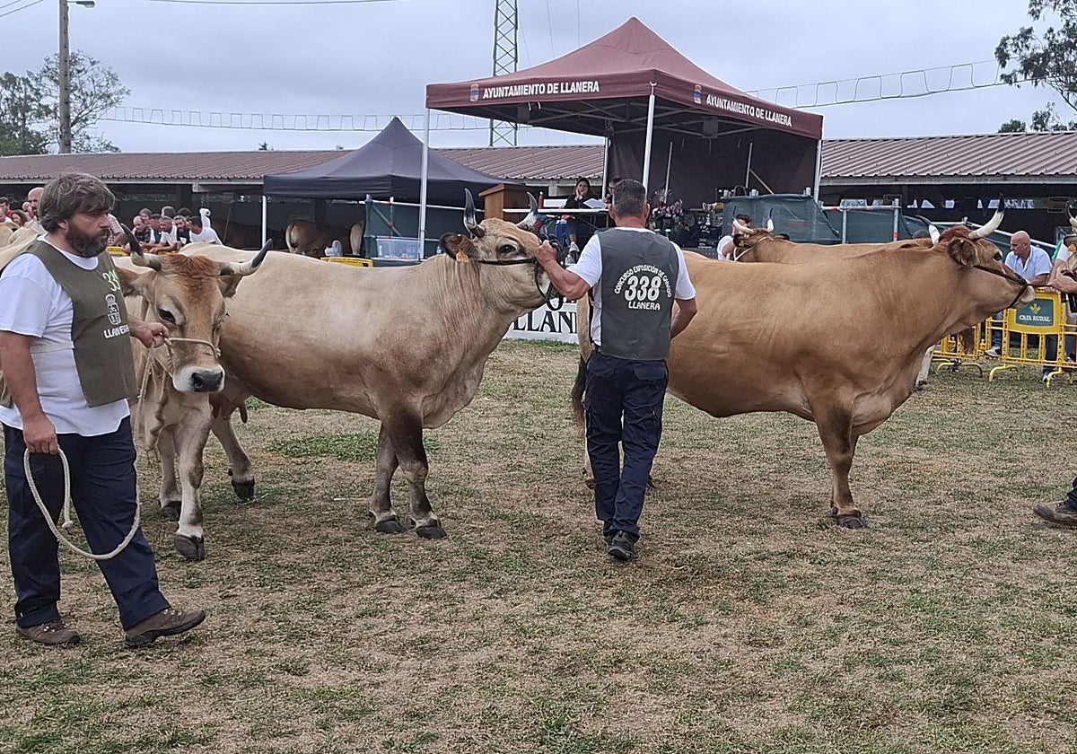 Participantes en la calificación de raza asturiana de los valles en el Concurso-Exposición de Ganado de Llanera.