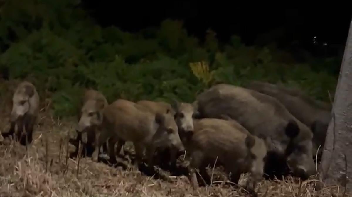 Una piara de jabalíes, de paseo nocturno por Gijón