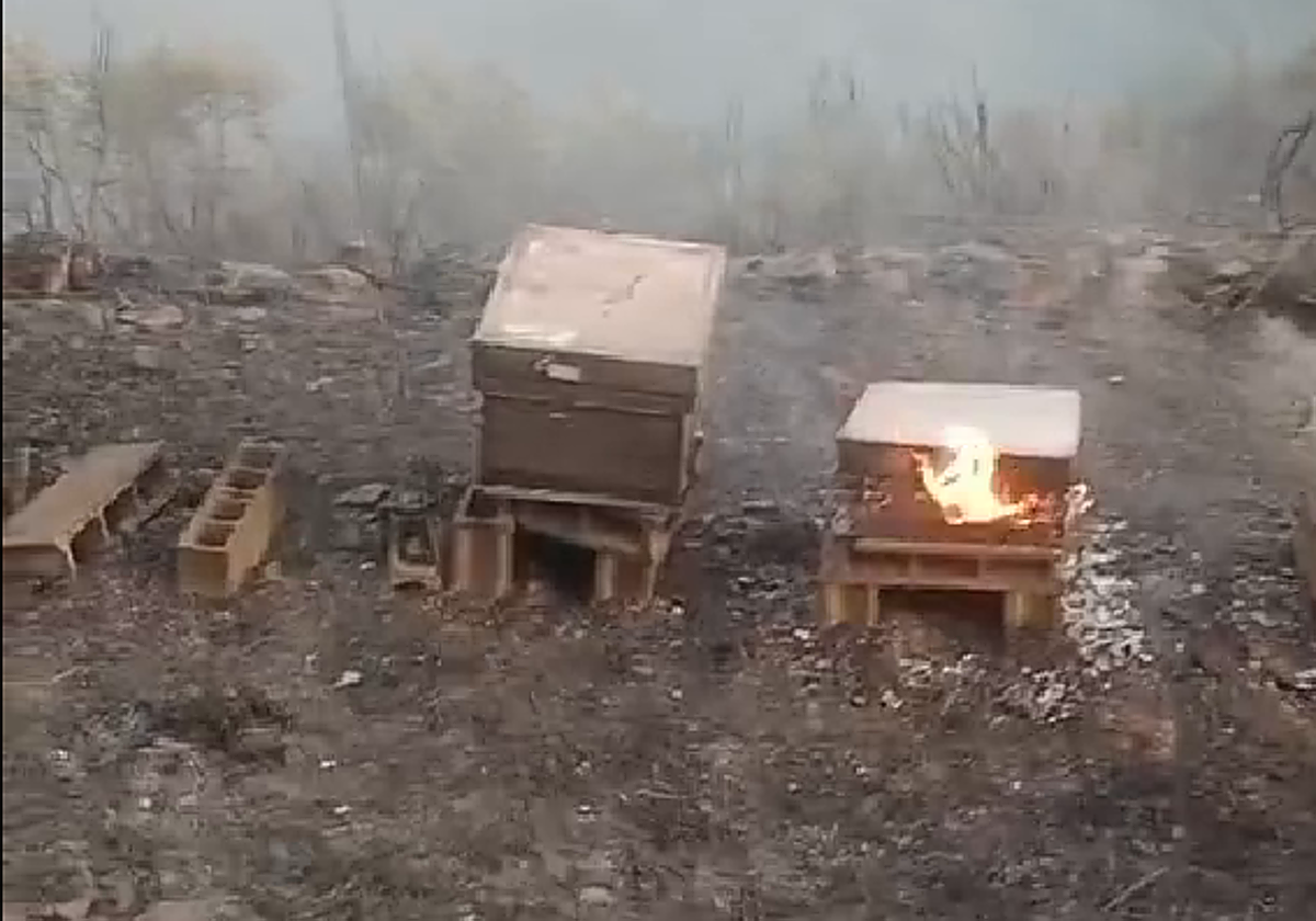 El fuego arrasa un colmenar en Cangas del Narcea