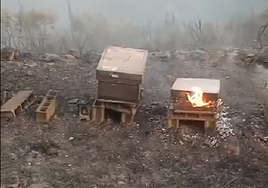 Algunas de las colmenas arrasadas por el incendio de Cangas del Narcea