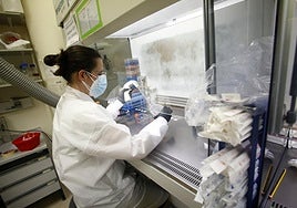 Una investigadora del departamento de Bioquímica de la Universidad de Oviedo prepara unas muestras en el laboratorio.