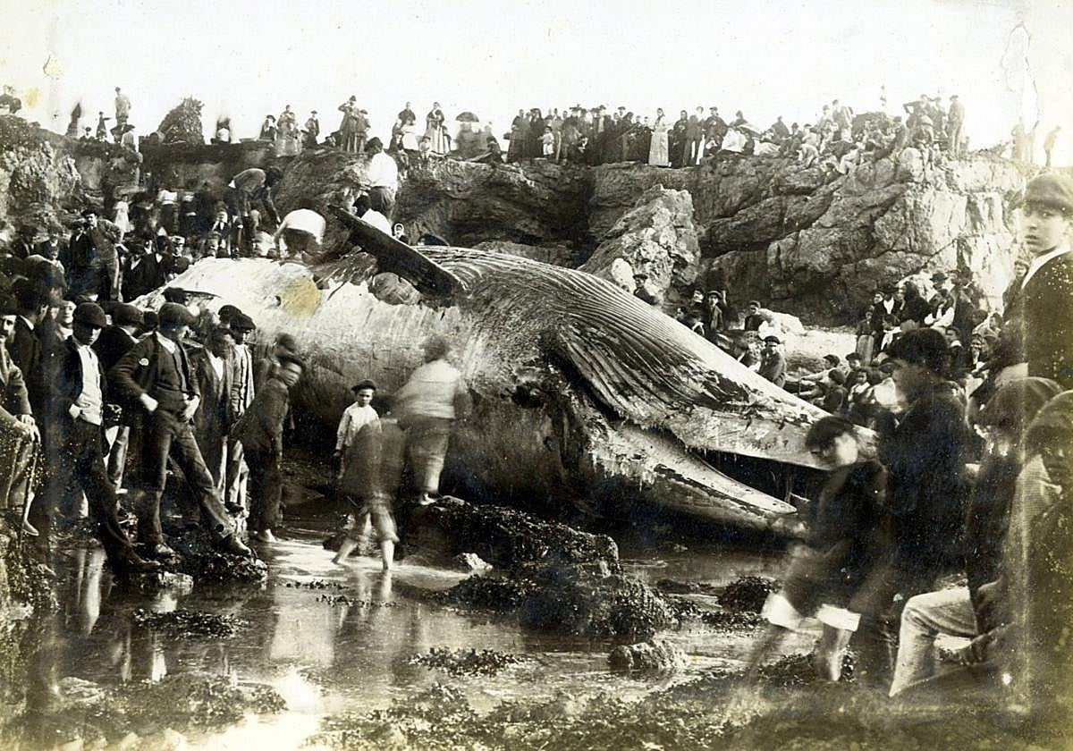 1895. La famosa ballena varada en la ría de los Vagones.