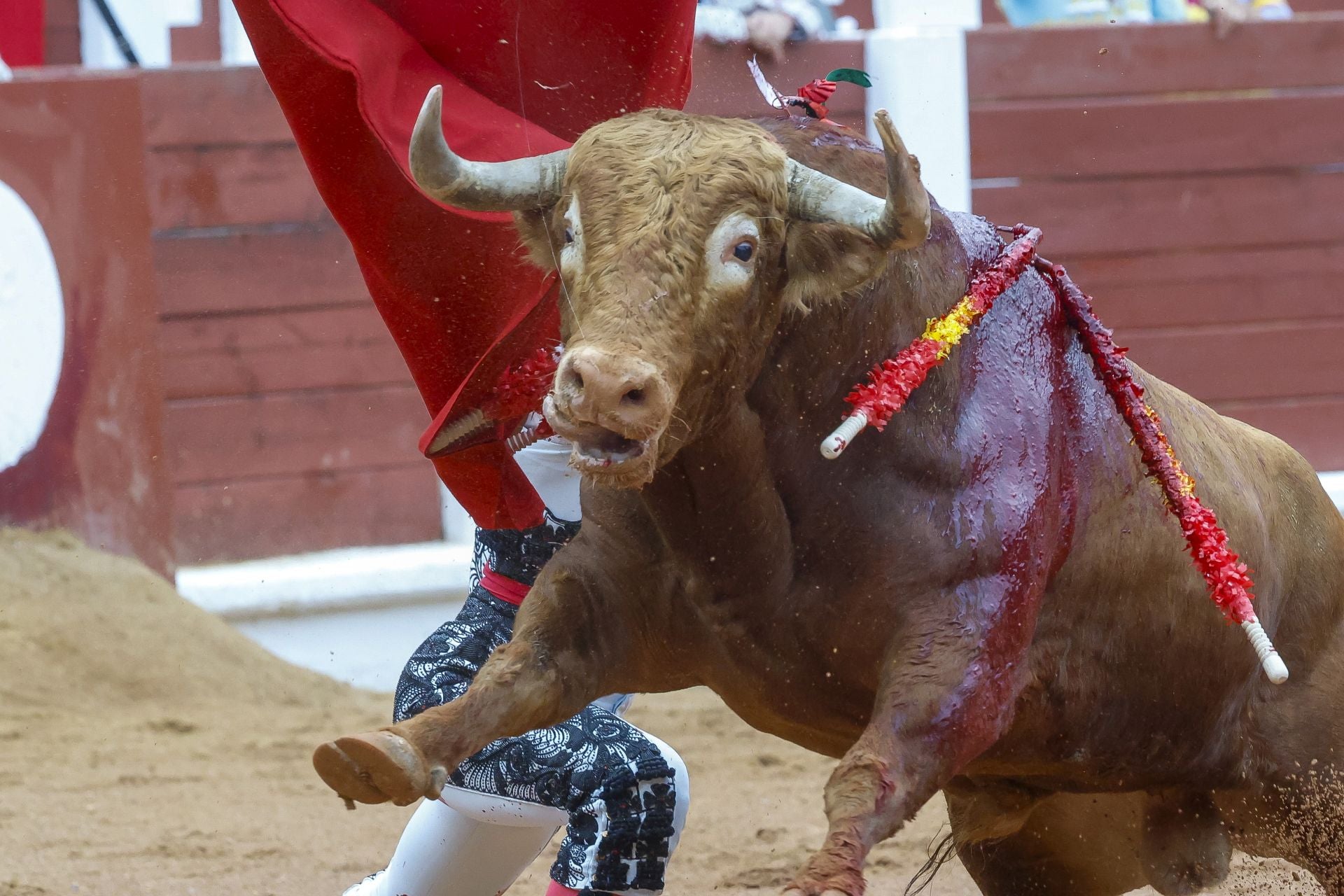 La cuarta de la Feria de Begoña de Gijón, con Fortes, Ortega y Roca Rey