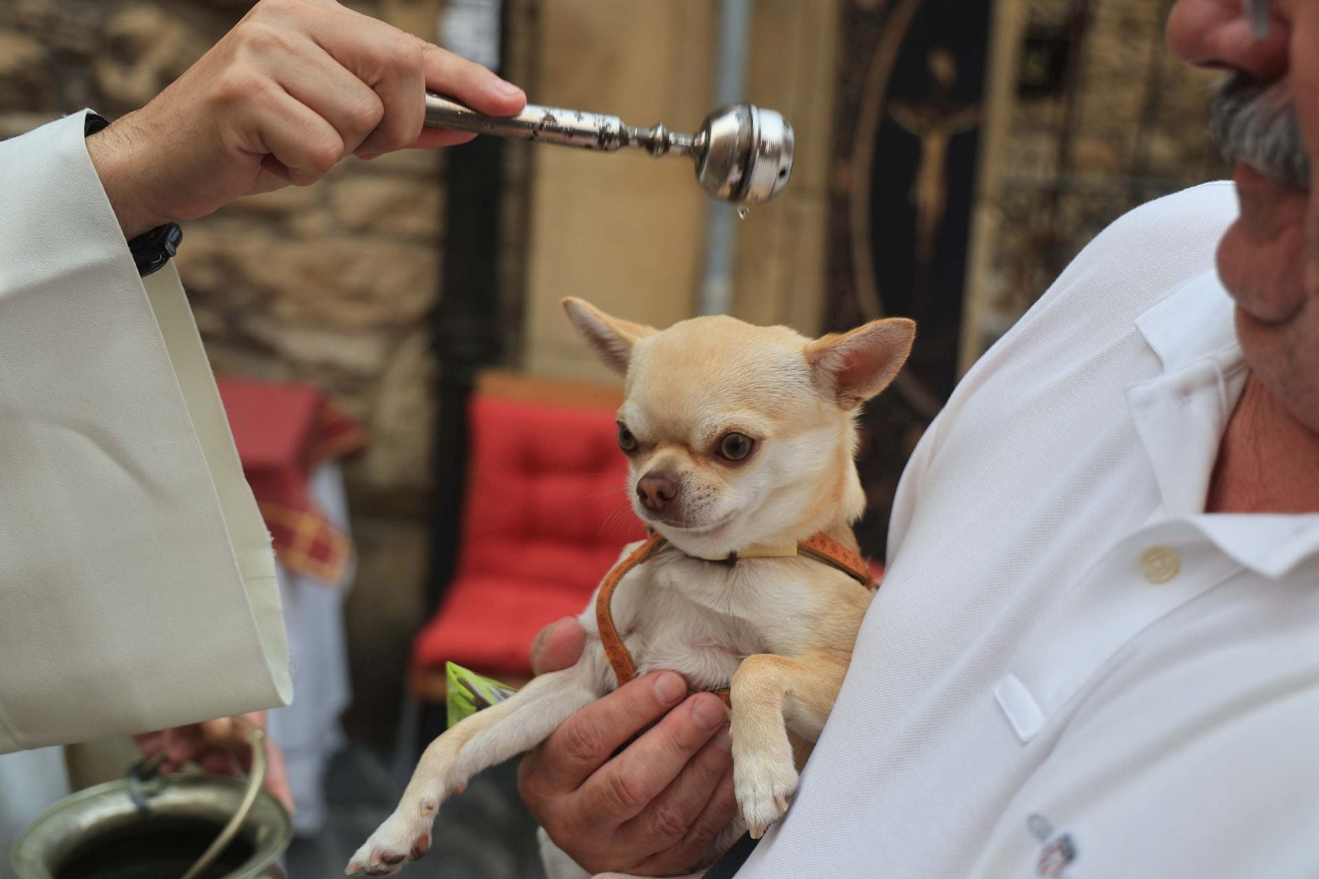 Los perros de Avilés vuelven a Galiana por San Roque
