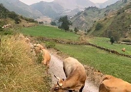 El ganado fue bajado de los montes de Somiedo por el incendio.