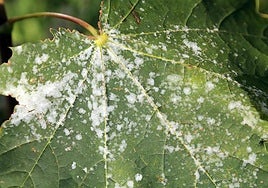 Frente común para protegerse frente al mildiu