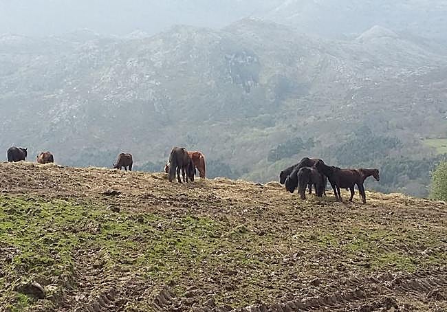 Fiesta del Asturcón en Piloña