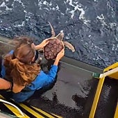 Imagen - 'Cinco' fue localizada en Llanes con neumonía y 1,3 kilos. 'Seis', con anemia y 871 gramos, apareció en El Arbeyal