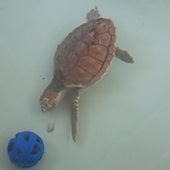 Imagen - El transmisor colocado a la primera tortuga recuperada en el CRAMA revela que «ha nadado un montón y está bien»