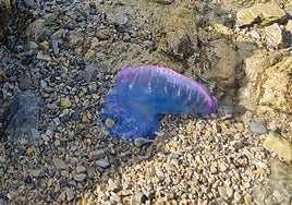 Carabela portuguesa localizada el miércoles pasado a la altura de la escalera 12 de la playa de San Lorenzo, en Gijón.