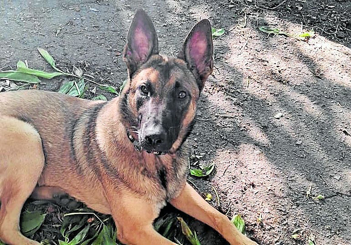 'Yosy' ya se encuentra en Asturias.