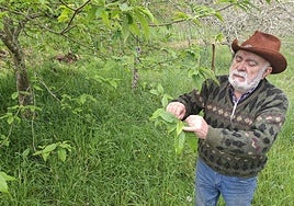 Joaquin Viña, agricultor maliayo, muesra el punto desde donde nacen los frutos del castaño.