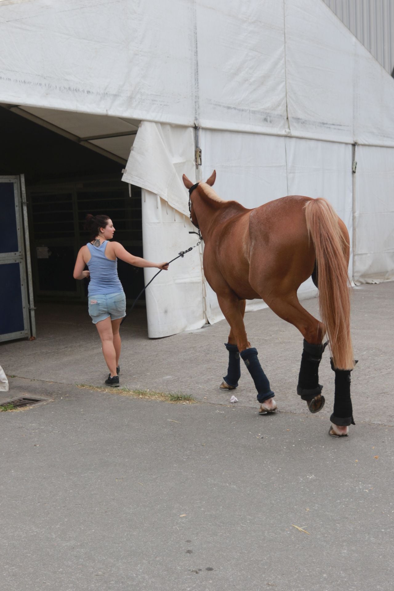 Las Mestas se pone a punto para que arranque su Concurso de Saltos Internacional
