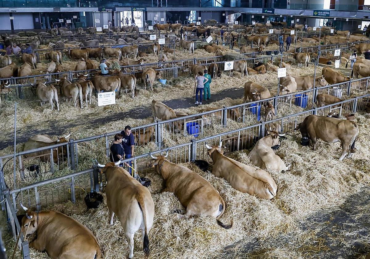 Vista general del Pabellón de La Magdalena donde se celebra el Certamen de Ganados de San Agustín.