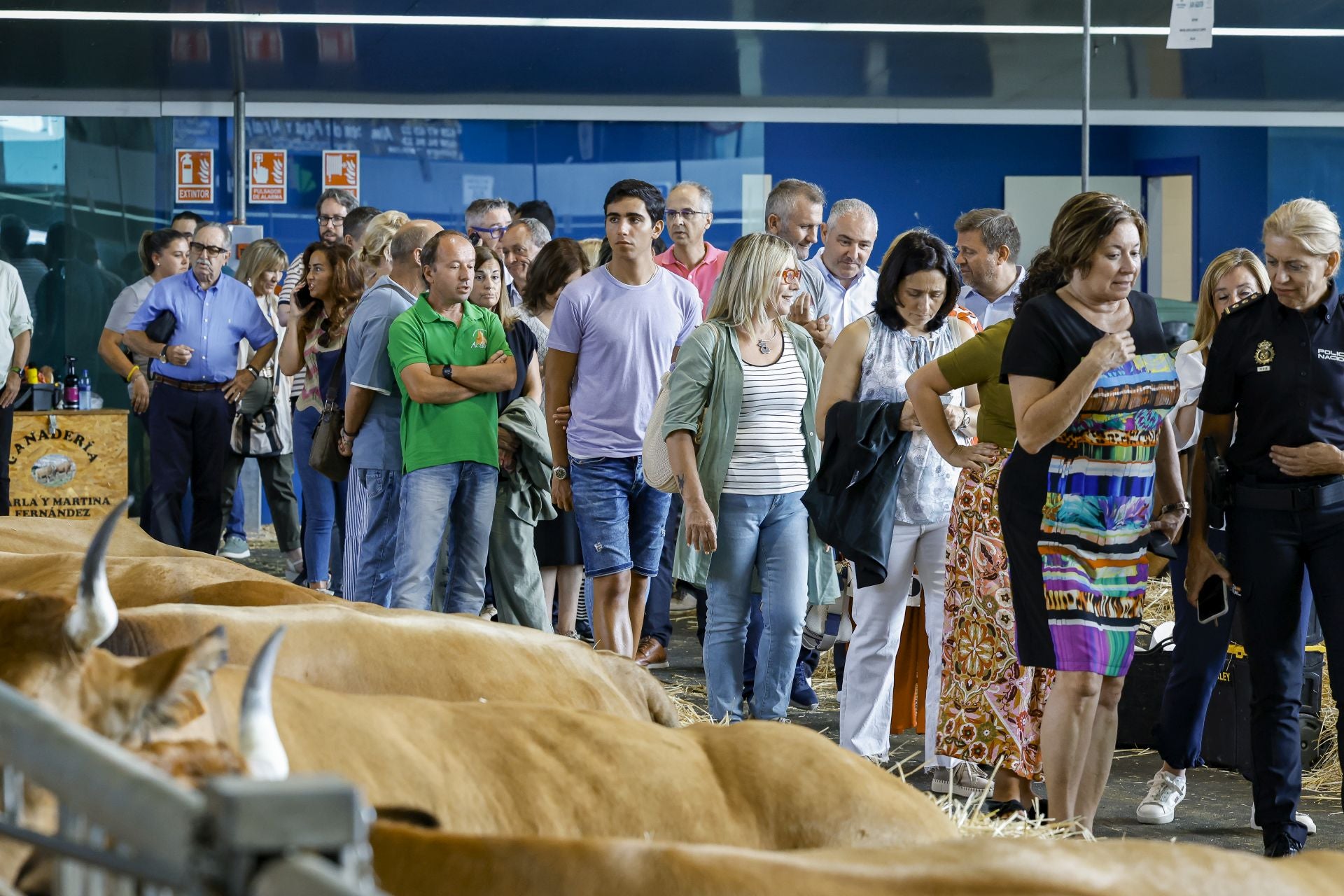 Avilés presume de tradición en el Certamen del Ganado: vacas, asturcones, oveyas xaldas...