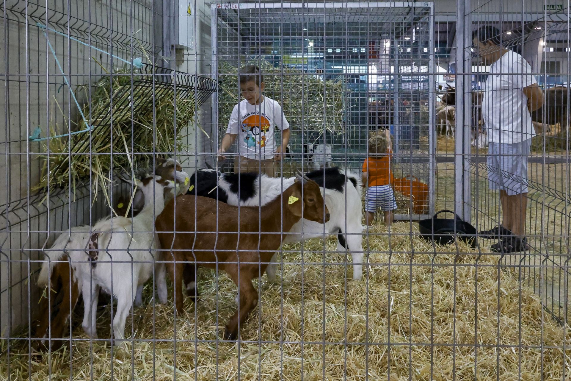 Avilés presume de tradición en el Certamen del Ganado: vacas, asturcones, oveyas xaldas...