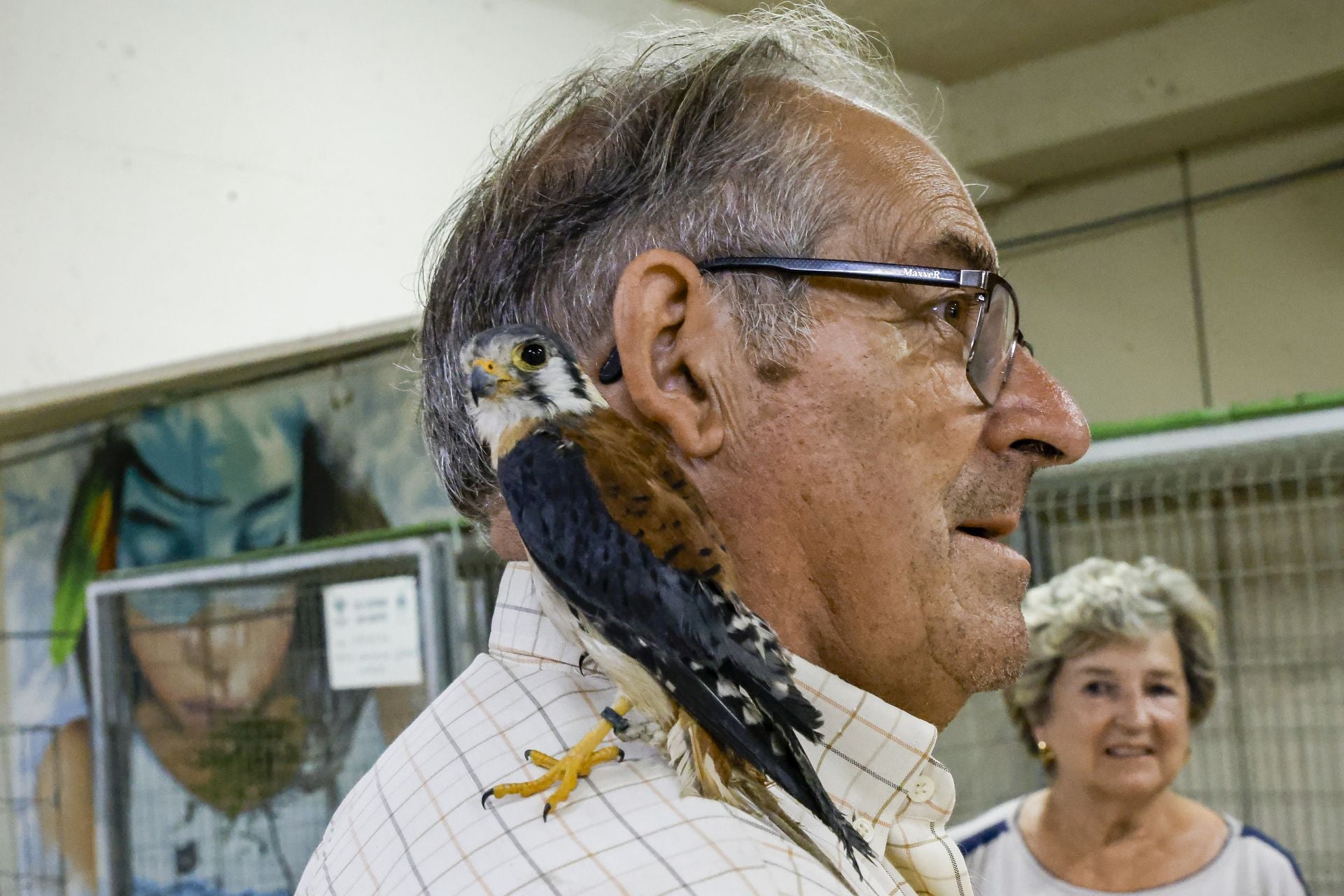 Avilés presume de tradición en el Certamen del Ganado: vacas, asturcones, oveyas xaldas...