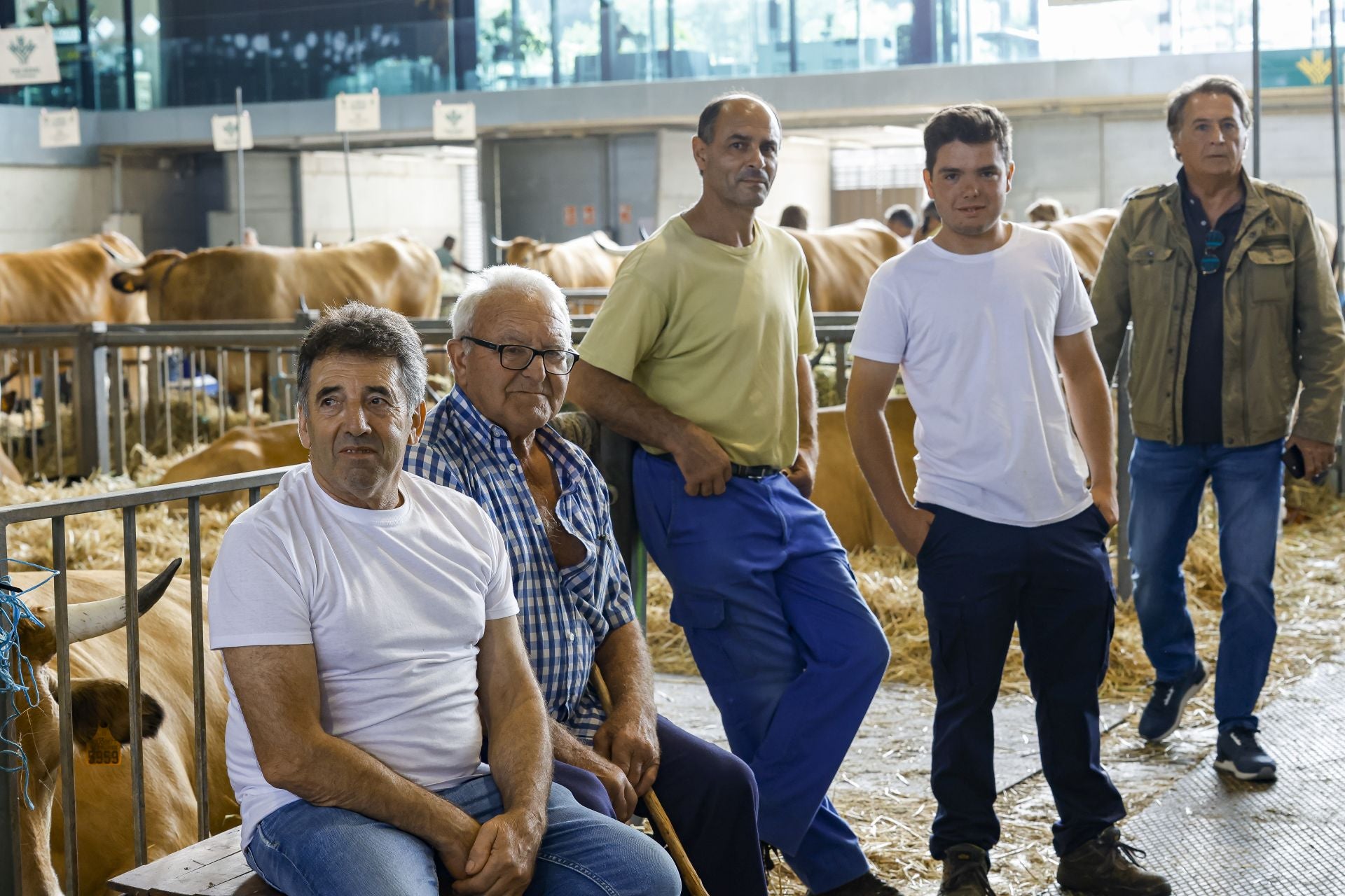 Avilés presume de tradición en el Certamen del Ganado: vacas, asturcones, oveyas xaldas...