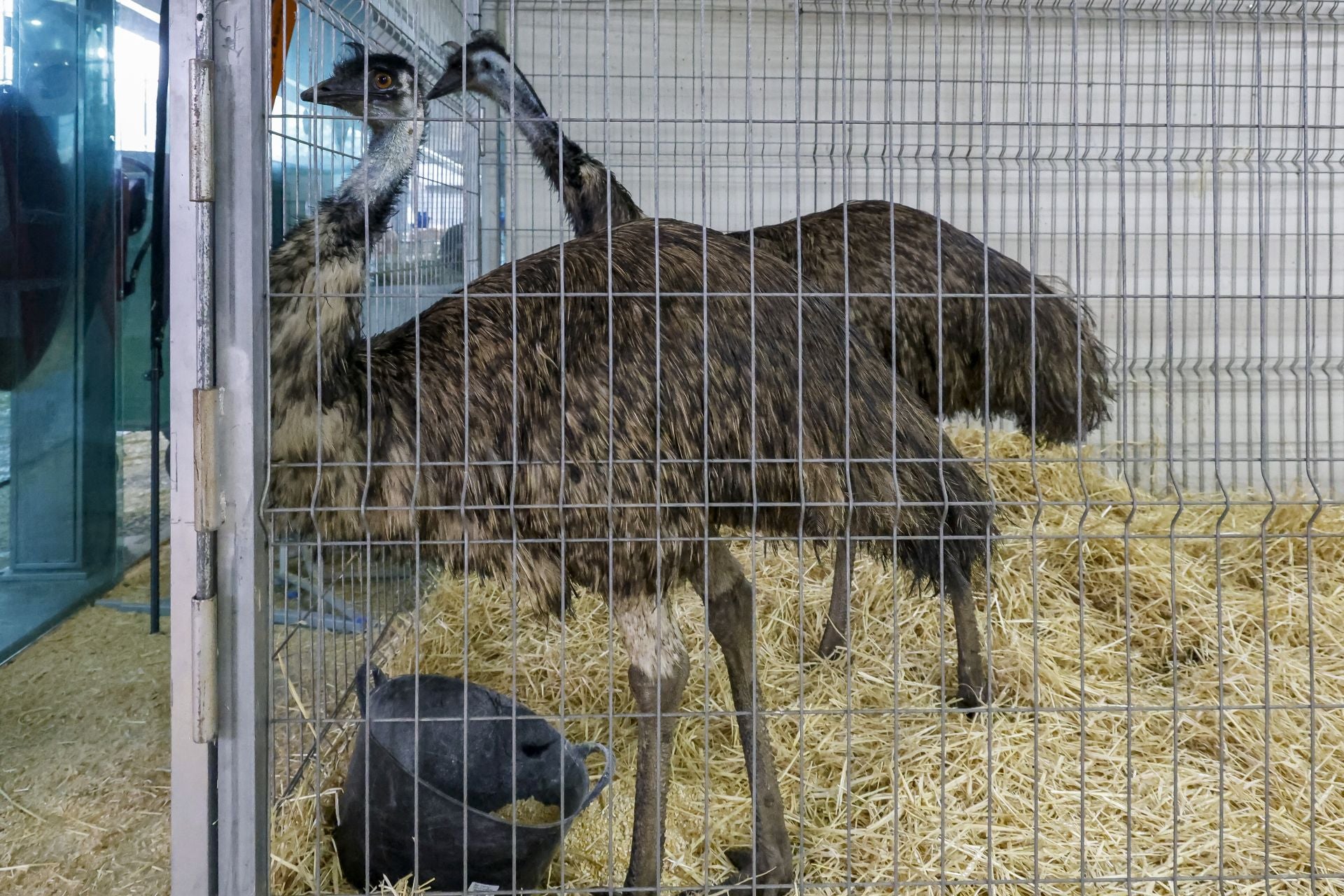 Avilés presume de tradición en el Certamen del Ganado: vacas, asturcones, oveyas xaldas...