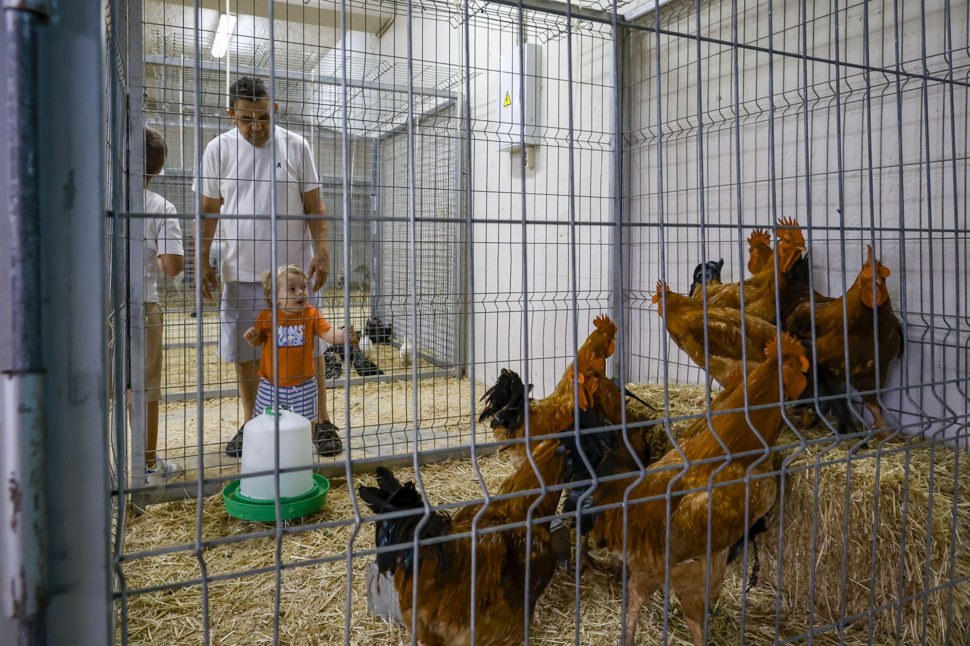Avilés presume de tradición en el Certamen del Ganado: vacas, asturcones, oveyas xaldas...