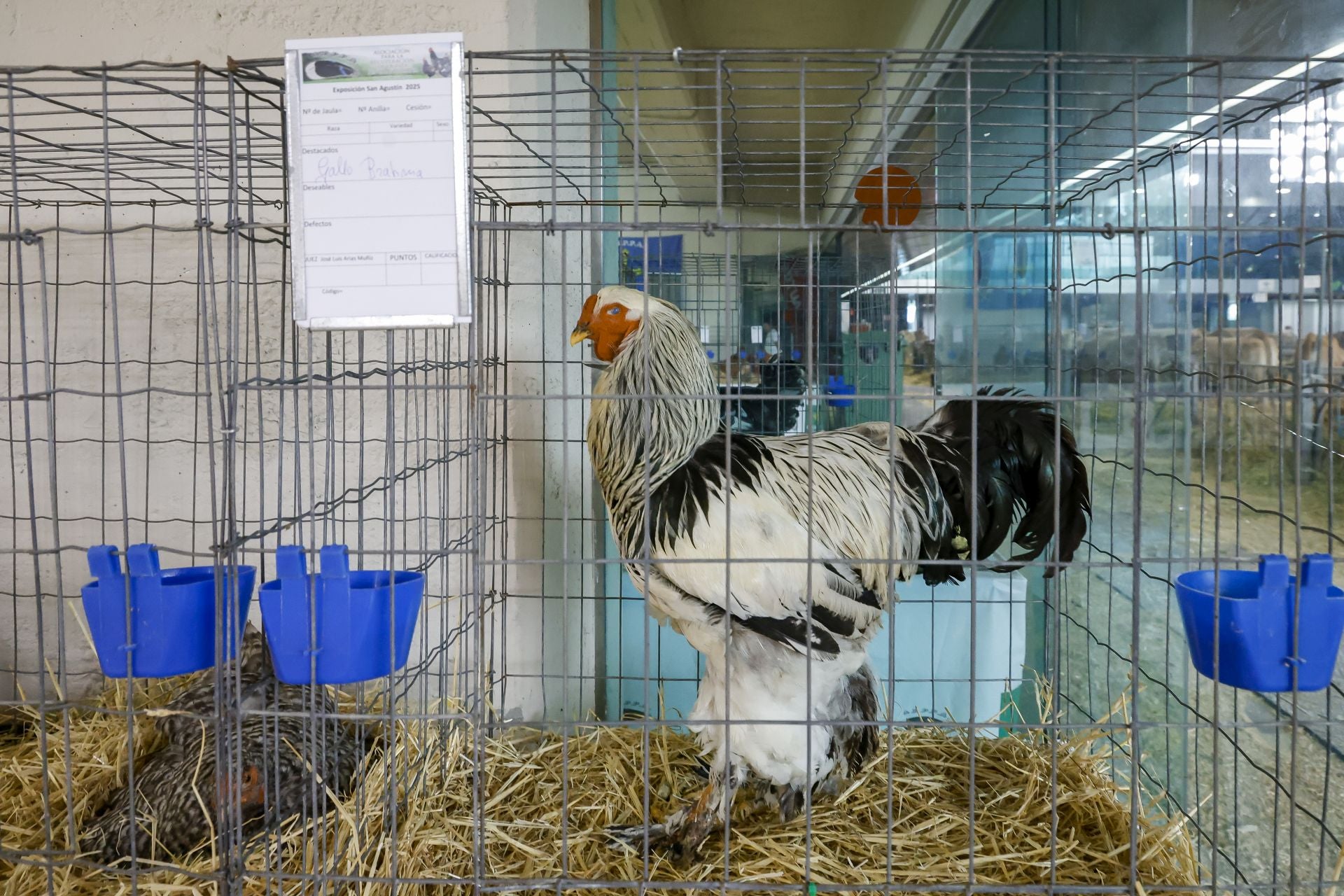 Avilés presume de tradición en el Certamen del Ganado: vacas, asturcones, oveyas xaldas...