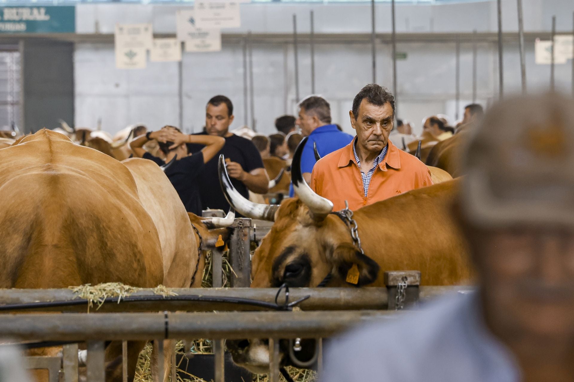 Avilés presume de tradición en el Certamen del Ganado: vacas, asturcones, oveyas xaldas...
