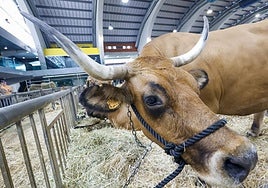 Avilés presume de tradición en el Certamen del Ganado: vacas, asturcones, oveyas xaldas...