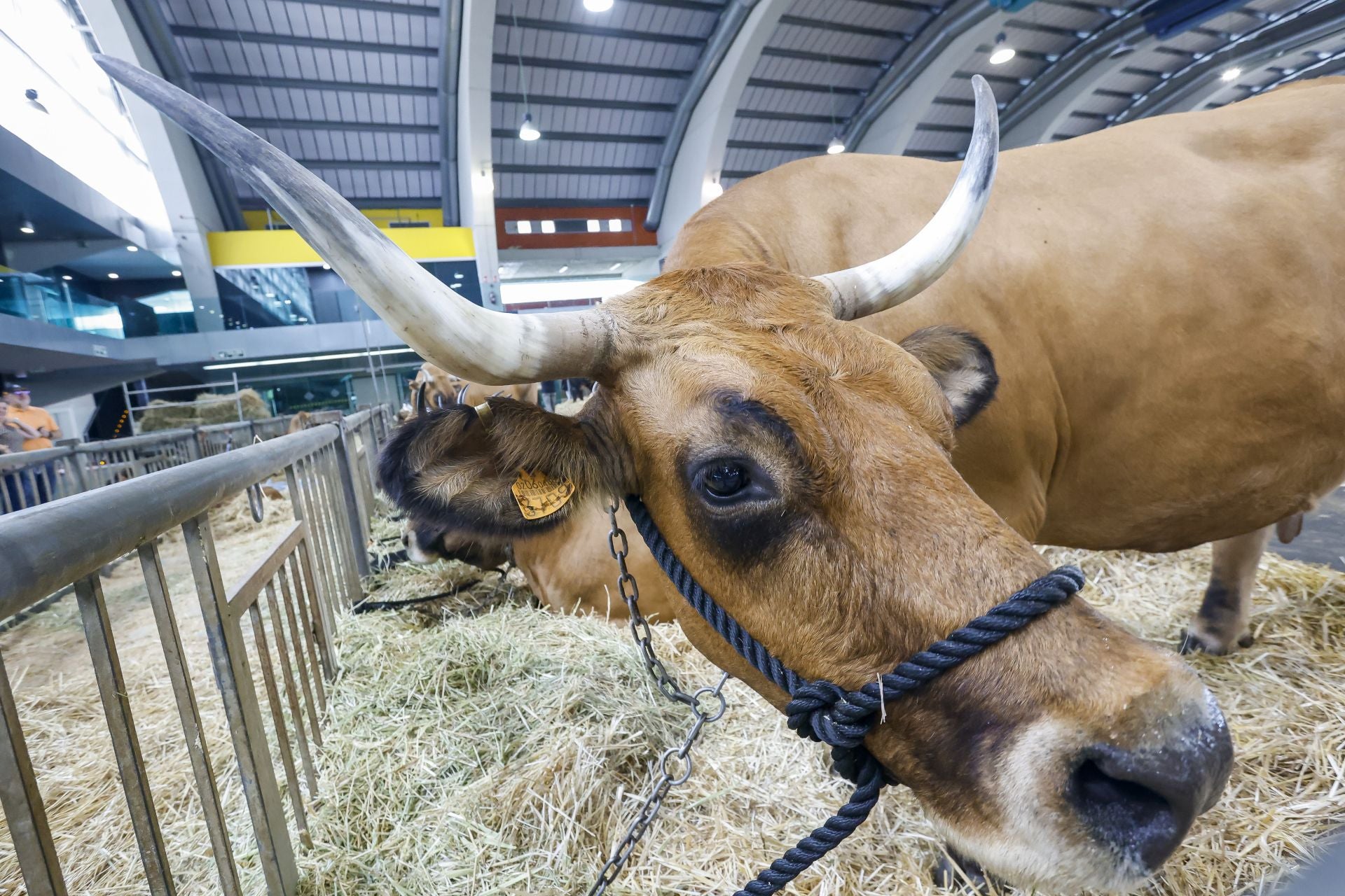 Avilés presume de tradición en el Certamen del Ganado: vacas, asturcones, oveyas xaldas...