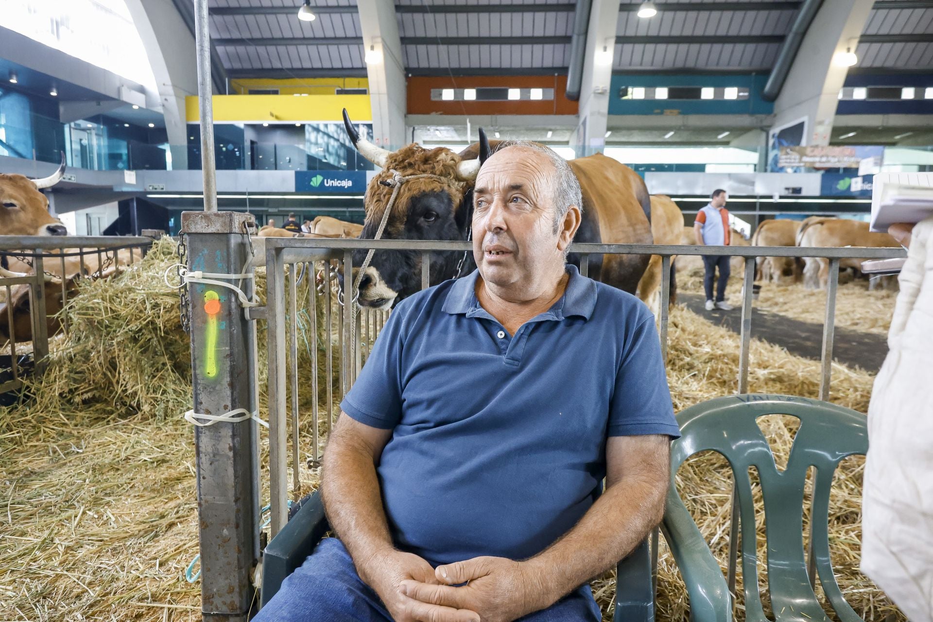Avilés presume de tradición en el Certamen del Ganado: vacas, asturcones, oveyas xaldas...