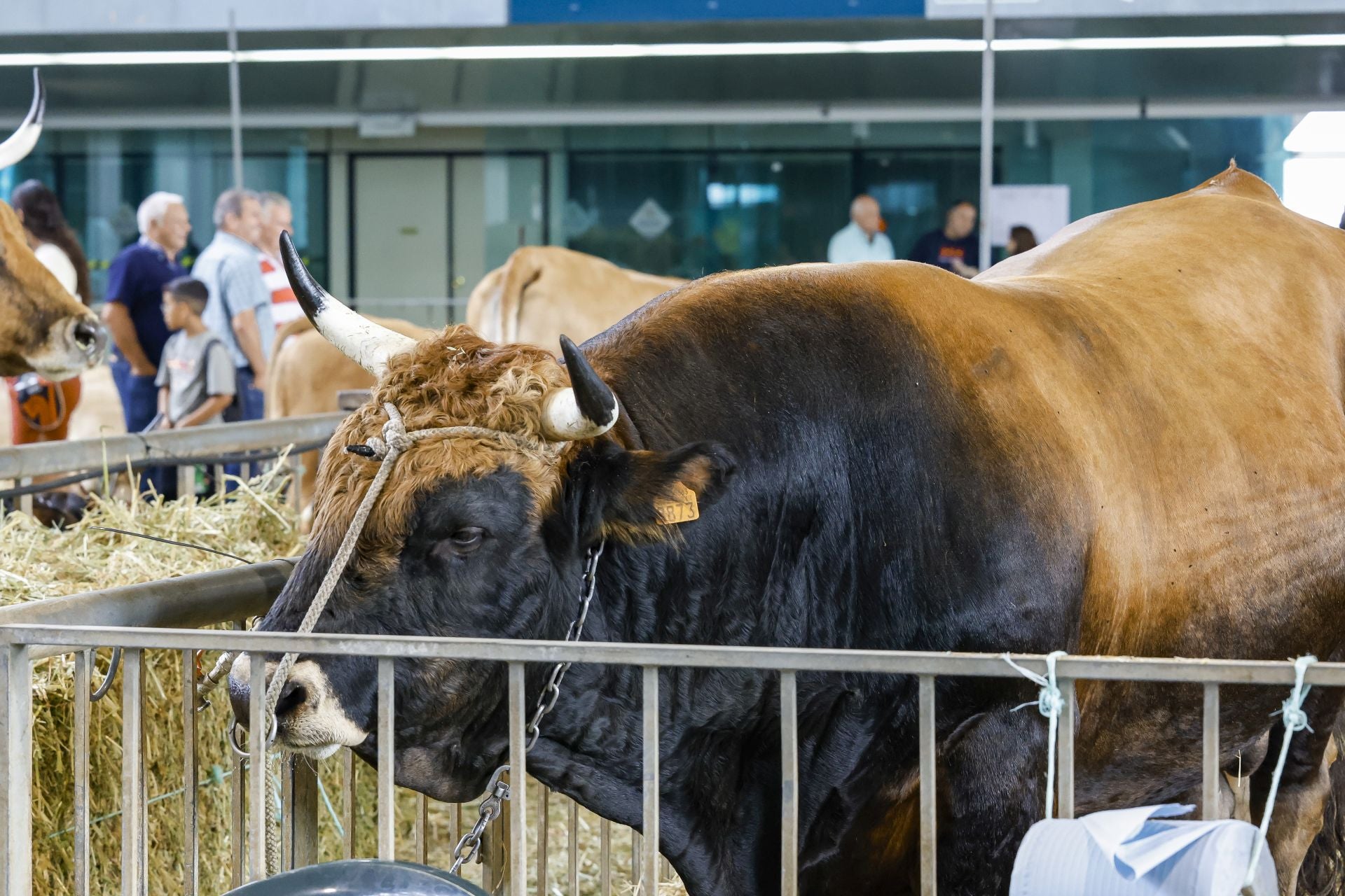 Avilés presume de tradición en el Certamen del Ganado: vacas, asturcones, oveyas xaldas...