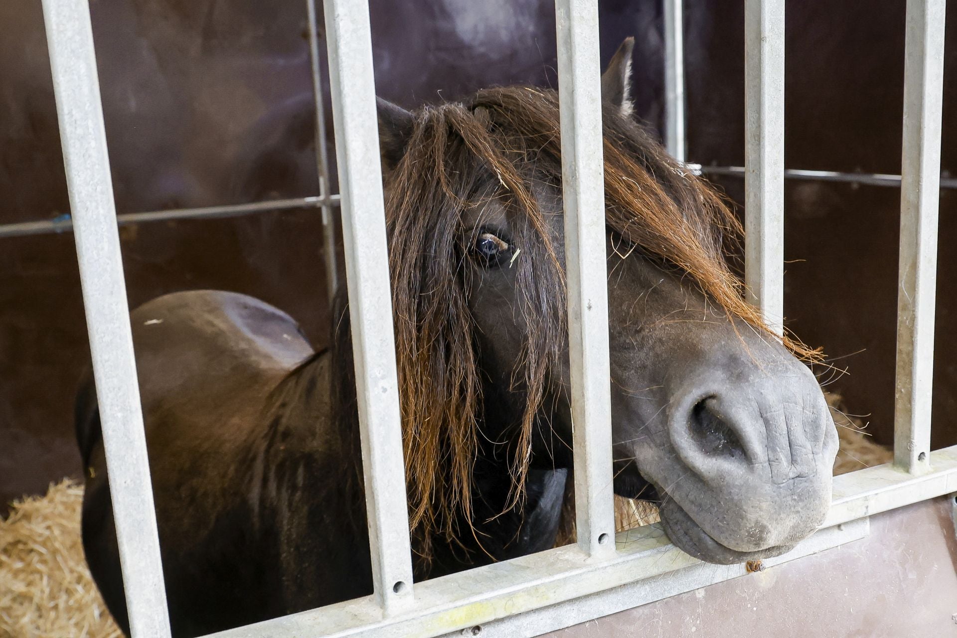 Avilés presume de tradición en el Certamen del Ganado: vacas, asturcones, oveyas xaldas...