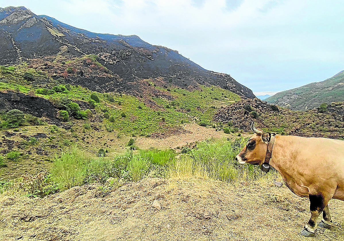 Una de las pocas vacas que siguen pastando en La Pornacal, con el Picu La Garba quemado, al fondo.