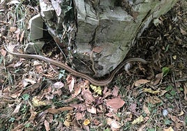 Serpiente localizada en el barrio de La Calzada, en Gijón.