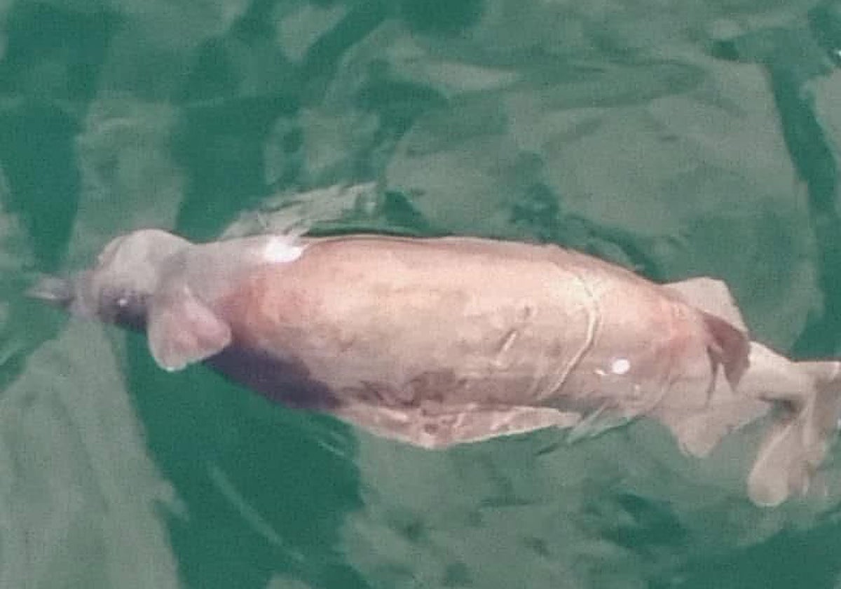 Aparece una cría de tiburón cañabota muerta en la ría de Avilés