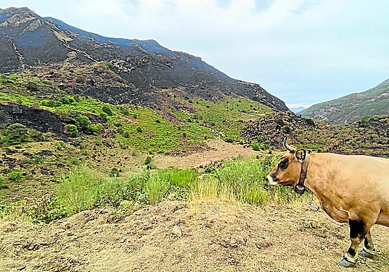Una de las pocas vacas que siguen pastando en La Pornacal, con el Picu La Garba quemado, al fondo.