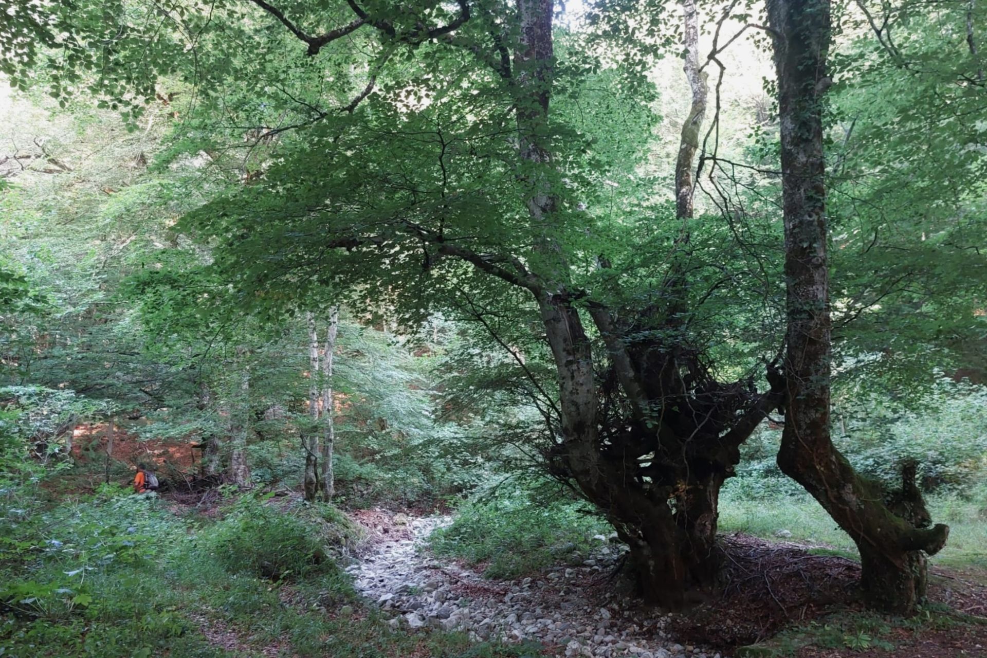 Cruce a la izquierda, junto a una gran haya, para tomar el camino que asciende al valle de la Foix.