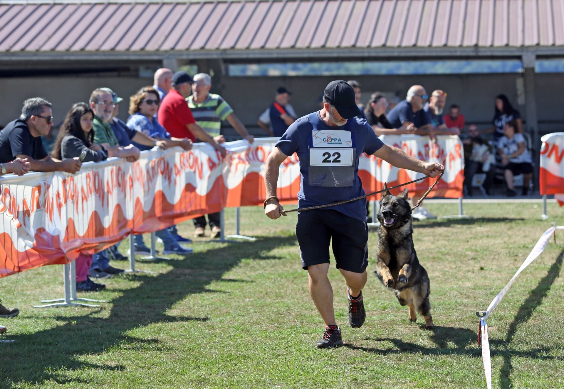Los perros pastor alemán brillan en Llanera