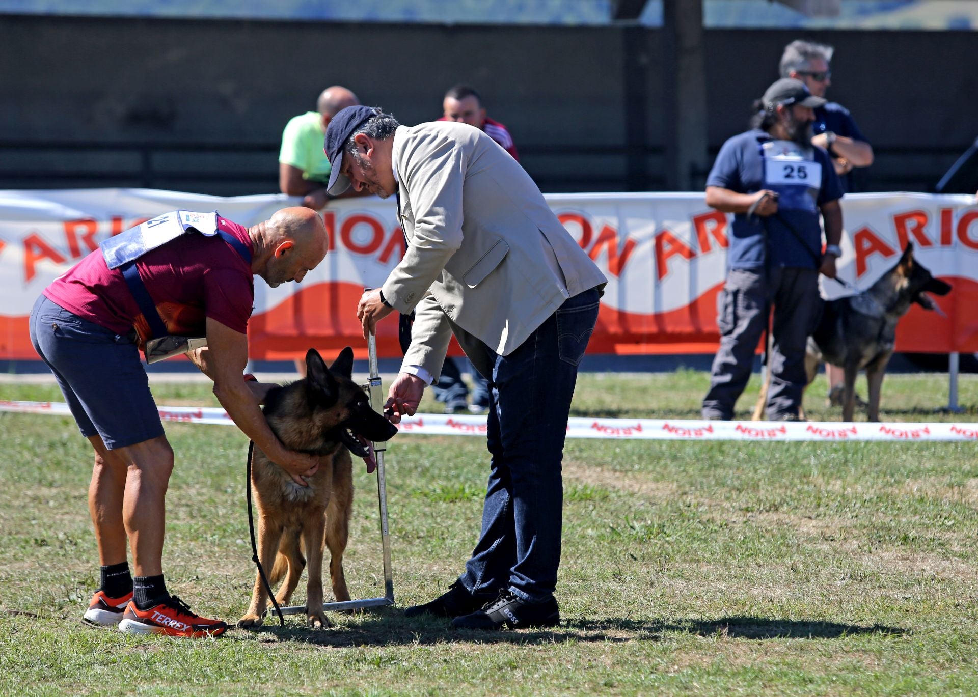 Los perros pastor alemán brillan en Llanera