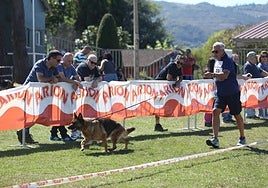 Los perros pastor alemán brillan en Llanera