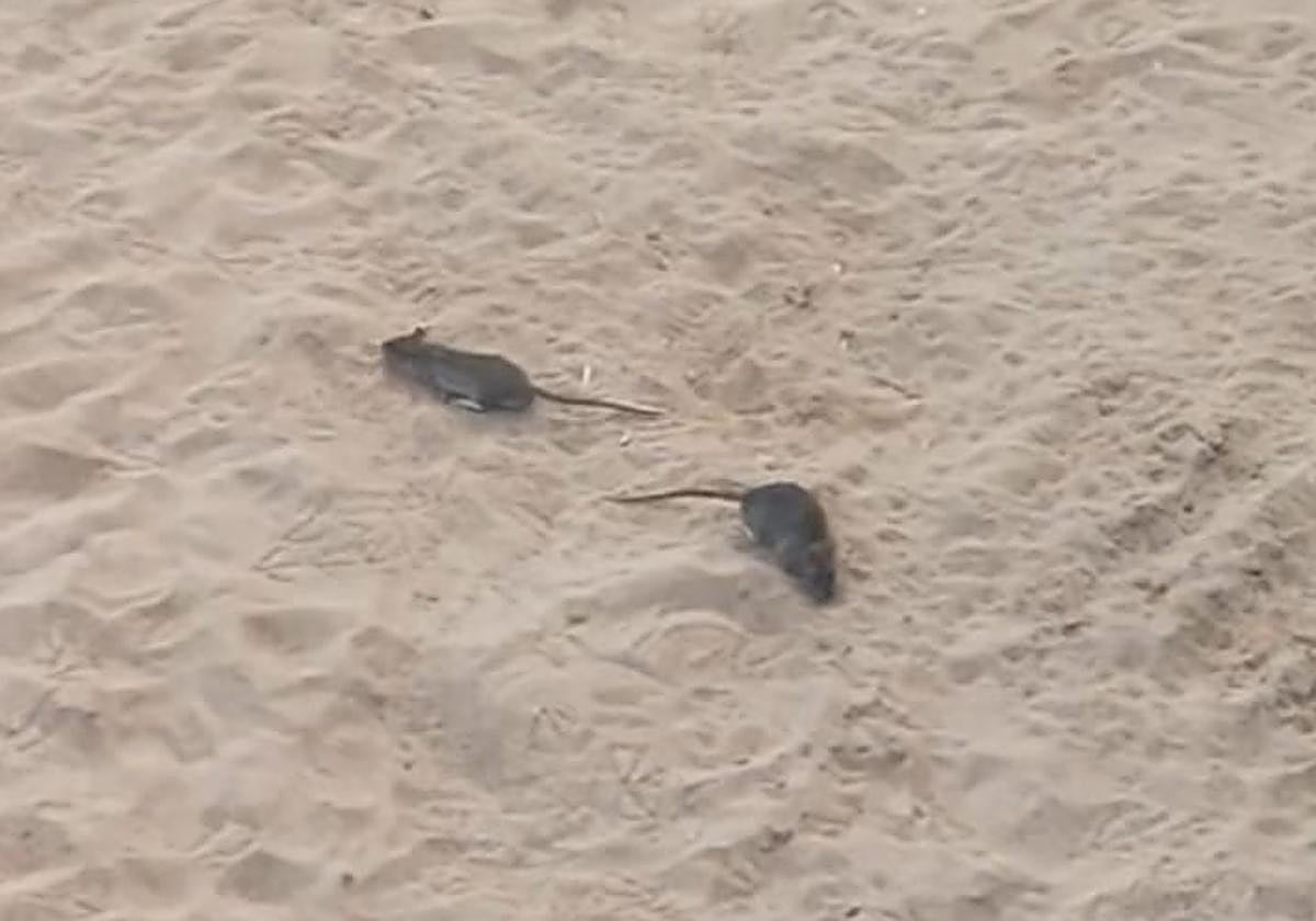 Dos ratas en la arena de la playa, en Luanco, este domingo