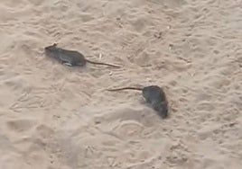 Dos ratas en la arena de la playa, en Luanco, este domingo
