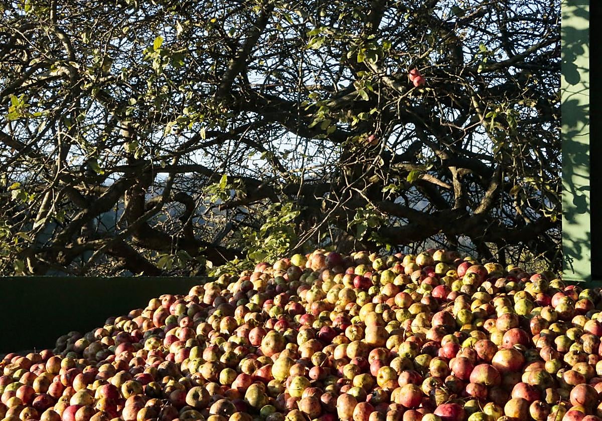 Manzanas en la Comarca de la Sidra.