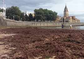 Manto de ocle en la playa de San Lorenzo de Gijón.