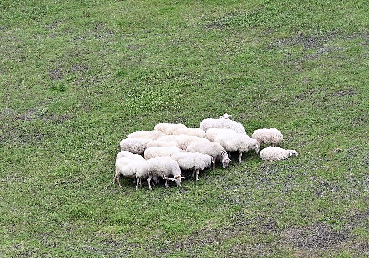 Un rebaño de ovejas pasta en un prado.