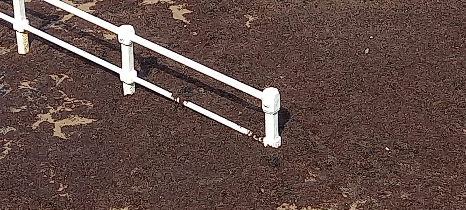 Fotos: Así luce la playa de San Lorenzo invadida por el ocle