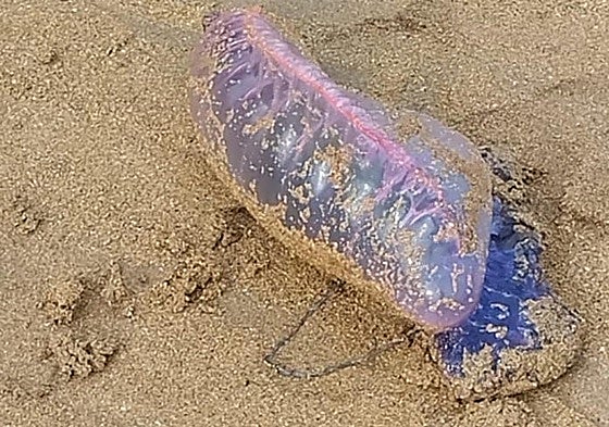 Un ejemplar de carabela portuguesa, la última semana de agosto, en la playa de San Lorenzo de Gijón.