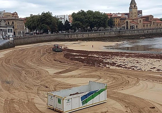 Trabajadores de Emulsa volvieron ayer por la mañana recoger ocle en el arenal de San Lorenzo.