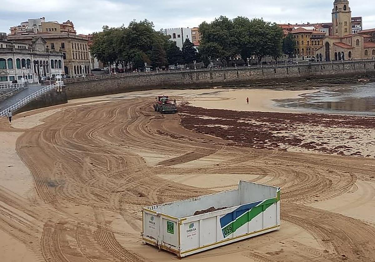 Trabajadores de Emulsa volvieron ayer por la mañana recoger ocle en el arenal de San Lorenzo.